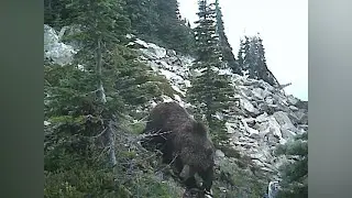 Grizzly Bear Joss Mtn July 2024