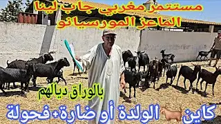 تباااارك الله مستتمر مغربي📢📢 جاب لينا الماعز المورسيانو🐐🐐 إتصل 00.34.641.21.86.20📞 ألو سي حمو
