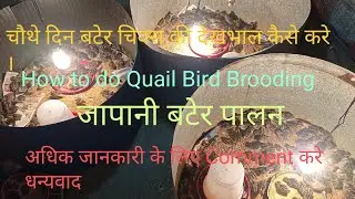how to start quail Farming | बटेर पालन कैसे शुरू करें