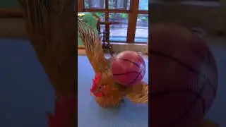 Animals Gone Wild: Laugh Out Loud 🐾😂 #FurryFun #CritterComedy #PetPranks