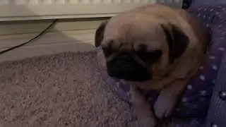 Tired little pug snoring to help you sleep