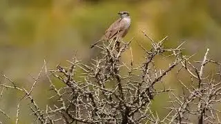 Bandurrita Patag&oacute;nica ( Ochetorhynchus phoenicurus )