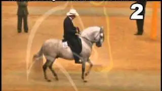 paso fino - mundial 2011Resumen  Caballos - 78 a 100 meses.mov