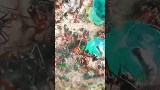 Ant Colonies: Complex Cooperation and Efficient Division of Labor (credit tiktok @lightscameraants)