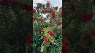 **&ldquo;The Allure of Orange Rowan Berries: Brighten Your Garden with Their Radiant Glow&rdquo;** 4K #tree
