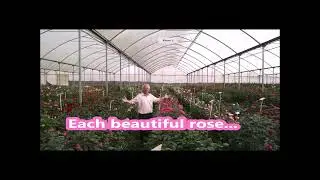 Spray Rose Seedlings Electrostatically!