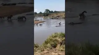Crocodile Snaps at Zebra &ndash; River Crossing Gone Wrong