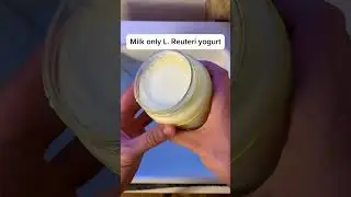 Milk only L. Reuteri Yogurt success after only 6 hours. #yogurt #fermentation