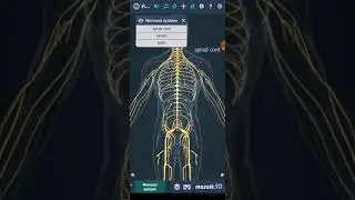 The 12 body Systems That God created #takecareofyourbody #staysafe2020