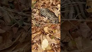 Barely saw this massive Yellow Rat snake