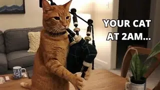 Cats at 2AM Be Like&hellip; 😂