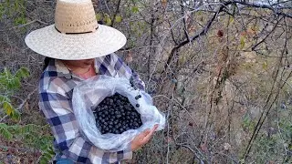 Pisca de Moras Silvestres (Blackberry)
