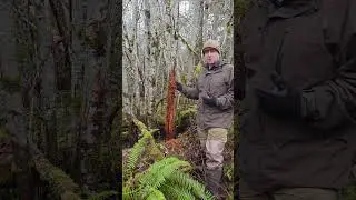 Blacktail Post-season Scouting Tip!