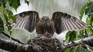 How Parent Birds Build Nests to Protect Their Future Chicks