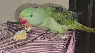 Cute parrot video #parrot #talkingparot #mha #mhacommunity #mithukibatain #ringneckparrot #alexander