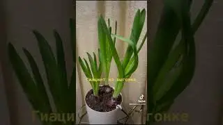 Do not prune hyacinths