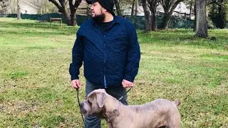 First Dog Training Session 1yr Old Cane Corso Kane