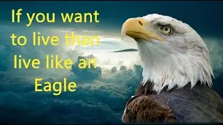 6 Inspiring Qualities of Eagle| Wisdom of Eagle| Life Lesson to Learn from Eagle| Motivational Video