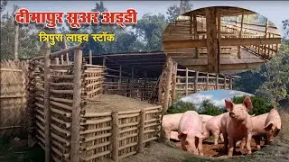 Pig Farming In Dimapur || 600 सुअर की अड्डी