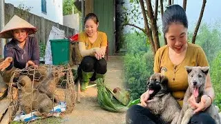 Harvesting palm trees to sell, buying household items, rescuing two poor dogs - girl and pet