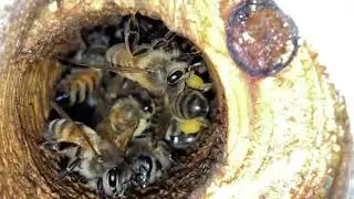 Apian biome & mycelium in log hive entrance