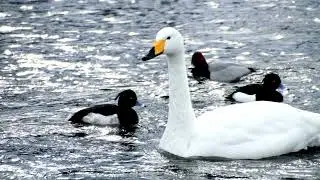 五十嵐川の白鳥～🦢（ 2,026  初撮影 ）