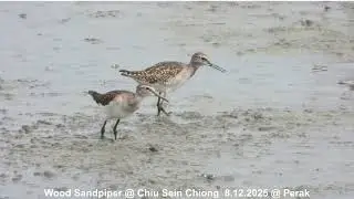 Wood Sandpiper @ Chiu S C DSCN0779