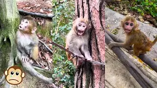 The baby monkey lost its mother so it cried loudly calling her back.