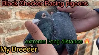 My Breeder Racing pigeons 2026 | Racing pigeons 2026 | Extreme long distance racing pigeons 