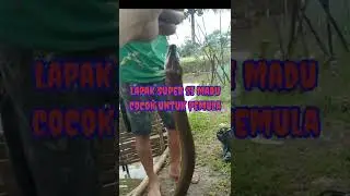 Lapak Super Si Madu,,Banyak Belut Babon...Salam Satu hoby