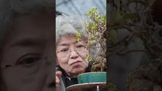 Bonsai has a long history originating in #China as far back as the 6th century. #tiny #bonsai