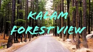 Kalam Forest View | Natural Beauty | Nature Explorer