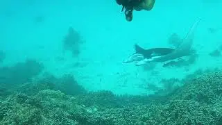 Manta ray approaching