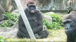 Tayari與Iriki催促姊姊投食的怪表情Tayari and Iriki pulling funny faces to rush keeper to feed them