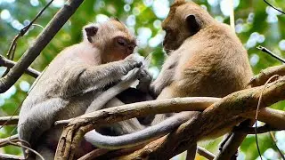 Maddie Gives Golda a Special Grooming &mdash; So Sweet!, @5starmonkeys
