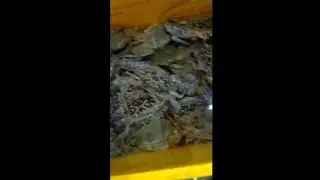 How to packing blue crabs to export,