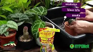 Ph&acirc;n tan chậm Nhật, Hyponex, Magamp K 640-6-15, gi&uacute;p rễ khoẻ, hoa nhiều, đậu quả tốt |Greenhome