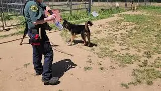 max, Kendrick, Crystal, and friends, available to adopt, Bradshaw animal shelter, Sacramento CA