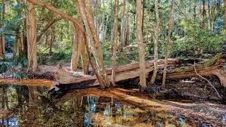 Walking Enoggera Reservoir