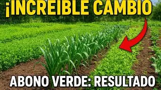As&iacute; va mi HUERTO con ABONO VERDE 🌱 | &iexcl;Los AJOS ELEFANTE est&aacute;n INCRE&Iacute;BLES!