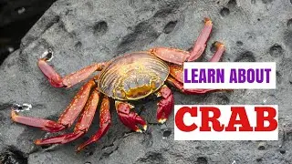 Learn about Crab for school kids