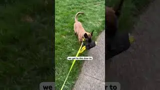 Teaching possession means making the item matter to the dog.  #malinoistraining #malinoispuppy