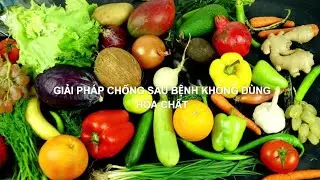 Chống sâu bệnh KHÔNG dùng hóa chất – xu hướng nông nghiệp bền vững hiện nay!