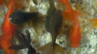 amazing goldfish, goldfish, #fish, #goldfish, ep 601
