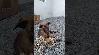 Spike🥰 #youtube #video #cachorro #pastorbelgamalinois #fofo #spike