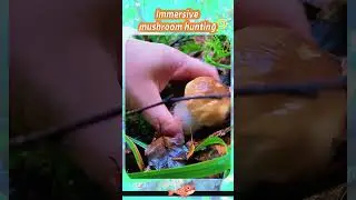 Immersive mushroom hunting#asmr #unzip #Picking mushrooms#reduced pressure