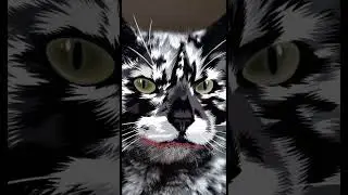 Episode 42 ❤️ ✨ Meet Scrappy &mdash; a cat with a unique coat!