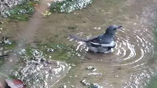 Video of  little Doyel bird (Oriental magpie-robin) bathing , Raw footage , copyright FREE use