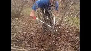 Rezidba lešnika u gustoj sadnji