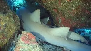 Zebra Sharks (Leopard Sharks) & Nurse Sharks - Reef Life of the Andaman - Part 2